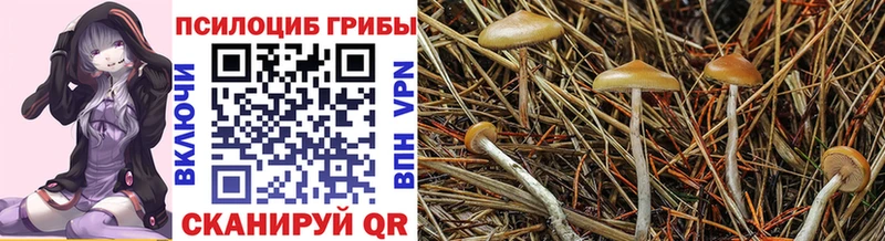Псилоцибиновые грибы MAGIC MUSHROOMS  продажа наркотиков  Качканар 
